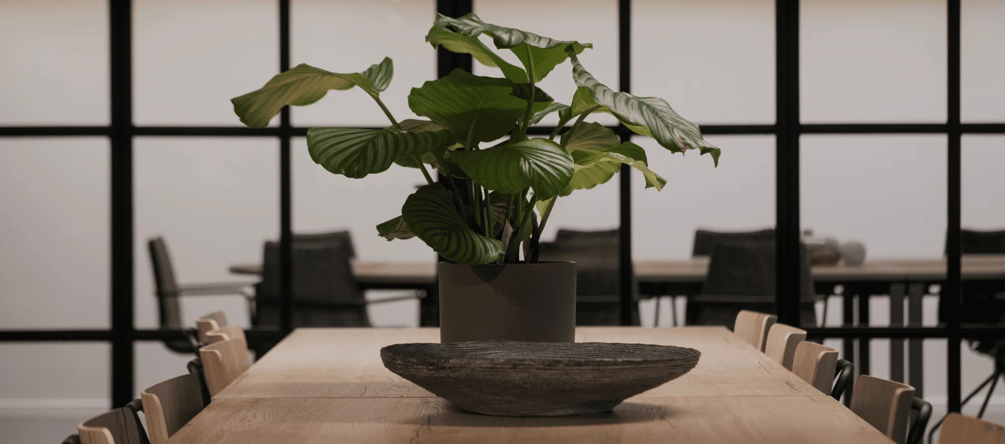 Een plant op een tafel bij het raam